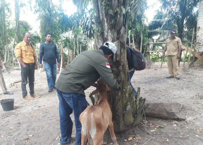   Distan Seluma Sebut, 5  Sapi Mendadak Terindikasi Penyakit Ngorok
