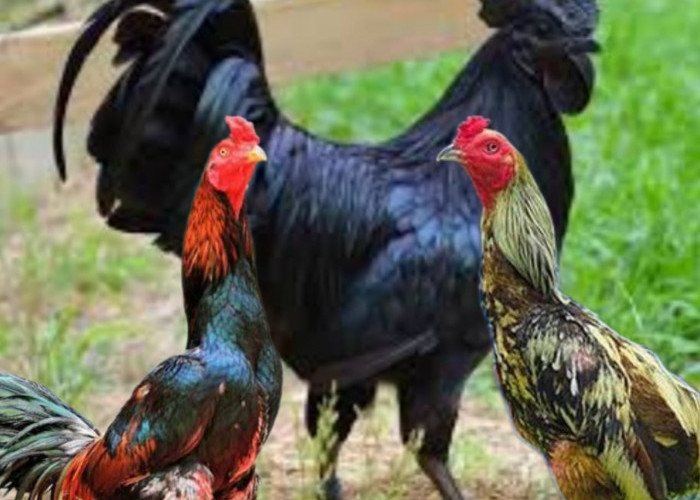 Empat Jenis Ayam Harganya Sangat Mahal..Nomor Tiga Ada di Indonesia!!! Simak