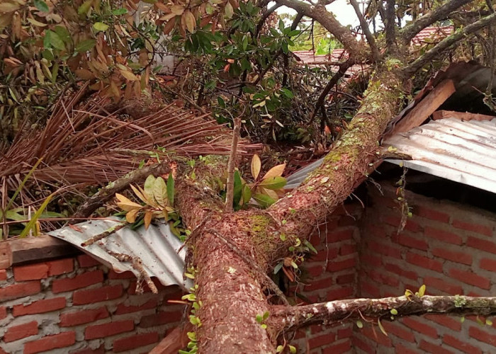  Rumah Warga Sidoluhur Seluma Ditimpa Pohon, Akibat Hujan Angin