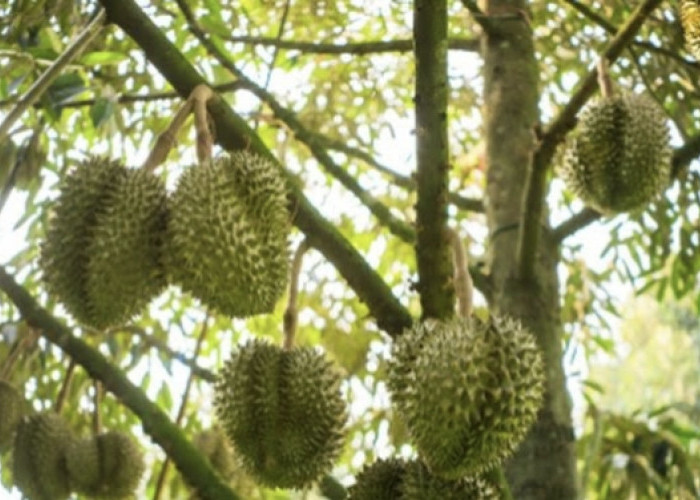 Cara Menanam Bibit Durian Unggul Tumbuh Lebih Subur, Berbuah Banyak Simak! 