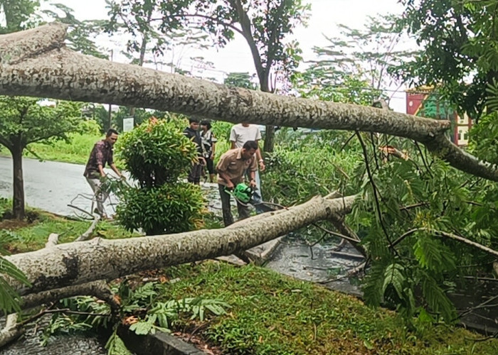 Pohon Tumbang di depan Kantor Bupati Seluma