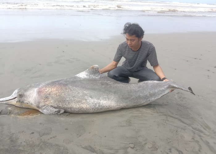 Lumba-lumba Terdampar di Pantai Pasar Seluma