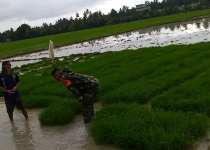  Wujudkan Ketahanan Pangan, Kodim BS/K Wajibkan Babinsa Bantu Petani Tanam Padi