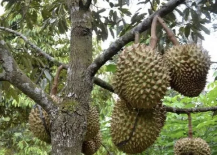 Durian Khas Seluma, Buah Manis Dengan Daging Tebal