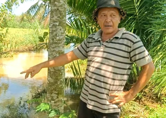 Sendimen Picu Sawah Kerap Banjir, Petani Desa Air Latak Seluma Harapkan Normalisasi Irigasi