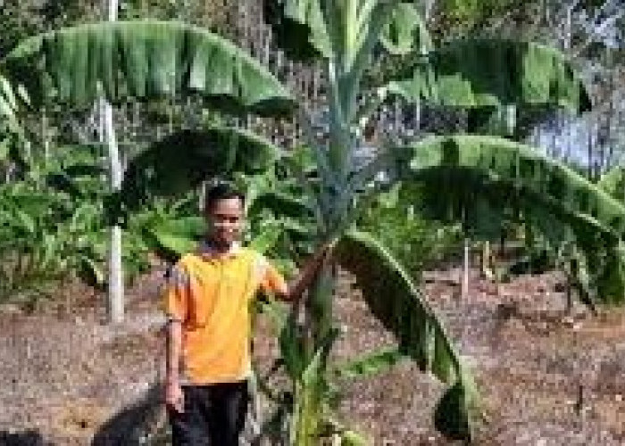 Tanaman Pisang dan Semangka,  Solusi Meningkatkan Ekonomi Sektor Sawit Dengan Model Tumpang Sari     