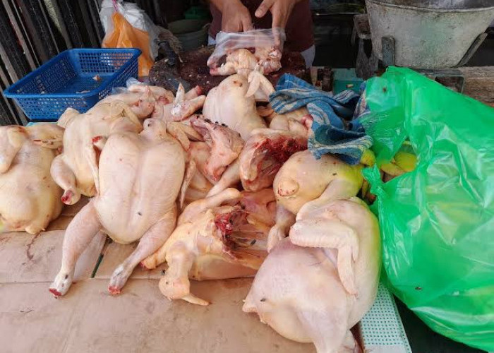 Berikut Harga Ayam Potong Di Seluma Jelang Nataru