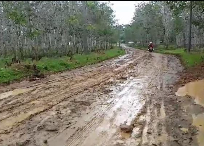Jalan Desa Taba Lubuk Puding Tetap Masuk HGU, Pemkab Seluma dan PTPN VII Sepakat Akses Jalan Tak Jadi Di Hibah