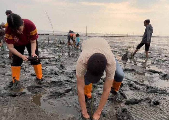 KAI Logistik Tanam 2.000 Mangrove, Hijaukan Pesisir Timur Jawa     