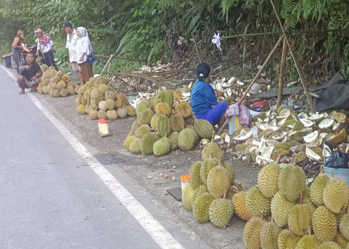 Durian Unggulan di Seluma Bengkulu, Rasanya Gurih.... 