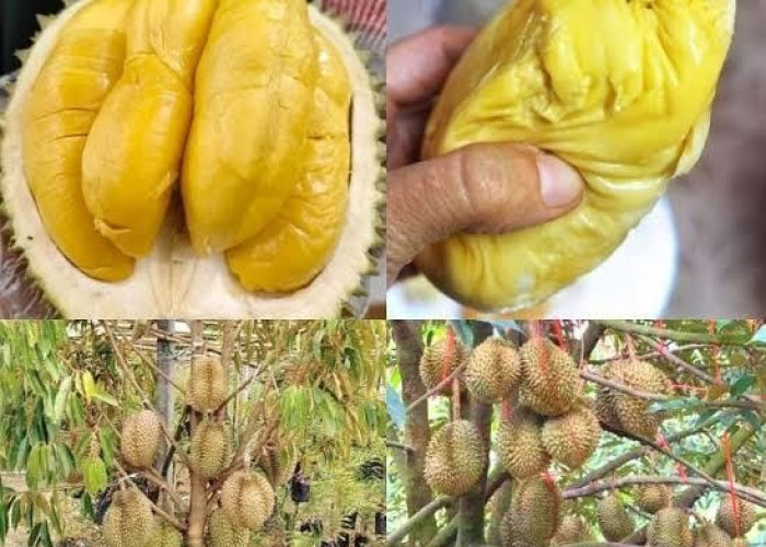 Durian Musang King, Ditemukan di Desa Sekalak, Seluma! Berikut Informasinya 