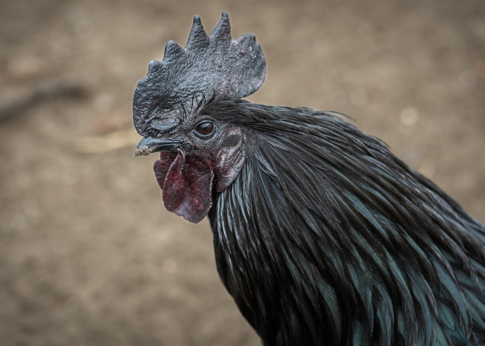 Mitos Bagi yang Pelihara Ayam Cemani