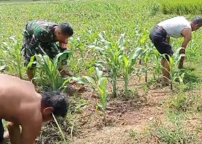 Anggota TNI Turun Bersihkan Lahan Petani, Ikut Tingkatkan Ketahanan Pangan