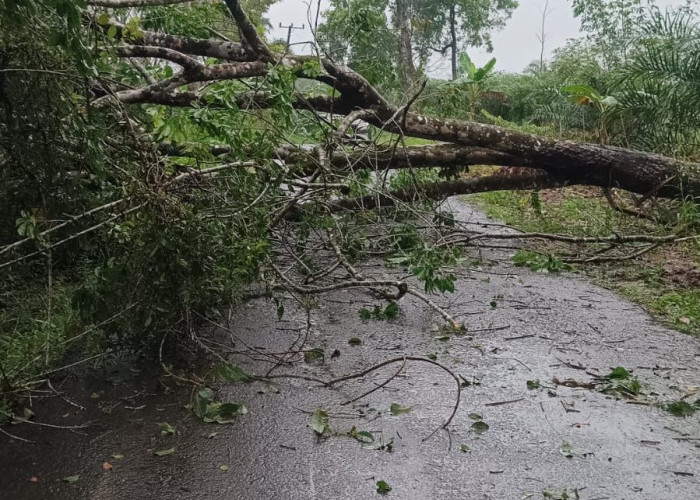 Di Seluma Mati Lampu Terus, Ini Penyebabnya!