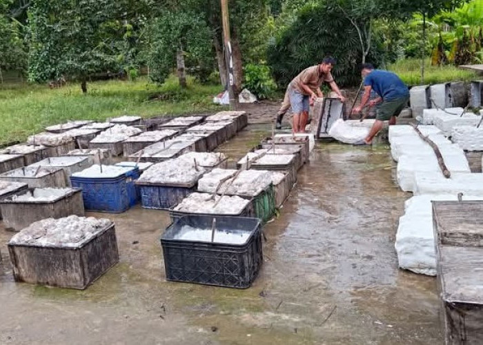 Petani Karet Seluma Mengeluh, Banyak Toke Karet Beli di Bawah Harga Standar