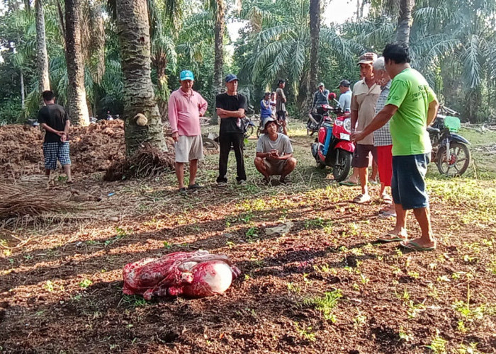 2 Ekor Sapi Warga Talang Tinggi Digondol Maling, Di TKP Ditemukan Putas! Peternak Sapi Di Seluma Harus Waspada