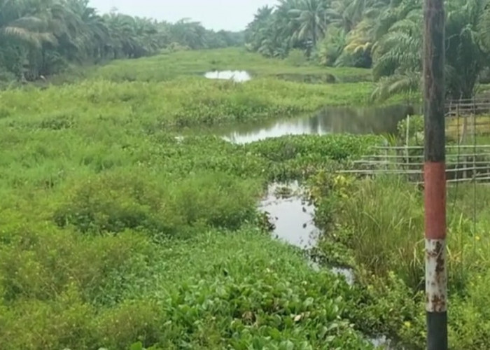  Akibat Normalisasi Sungai Belum Tuntas, Warga Penago Baru Seluma Kerap Terkena Muntaber Saat Banjir Musiman