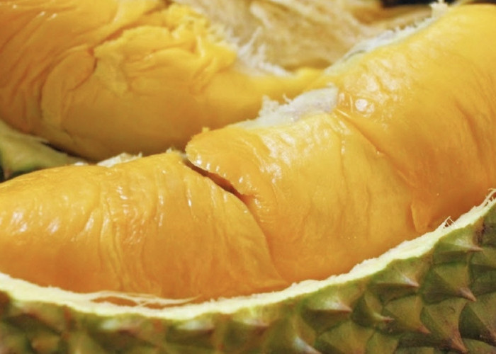 Durian Seluma, Cocok di Jadikan Es Campur Simak Disini.... 