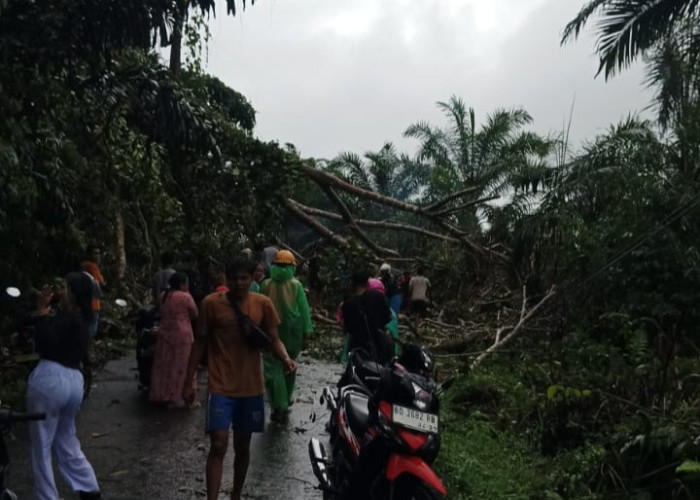  Cuaca Ekstrem di Seluma, 4 Tiang  PLN  Roboh