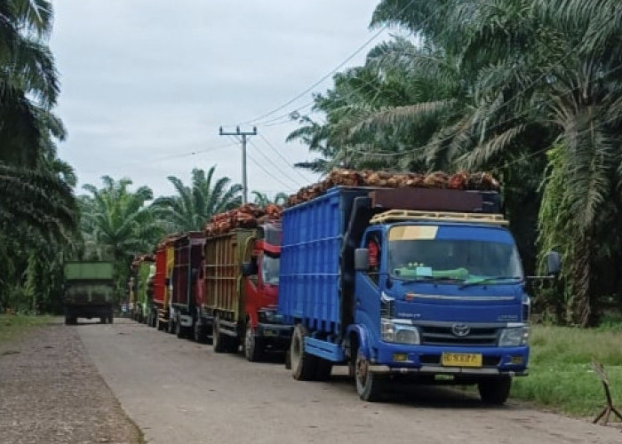 8 Provinsi Utama di Indonesia yang Mendominasi Produksi Kelapa Sawit! Bengkulu Tidak Masuk?