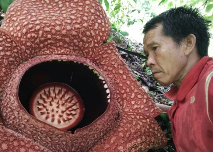  Liburan Nataru, Lihat Bunga Rafflesia Mekar di Desa Lubuk Resam Seluma