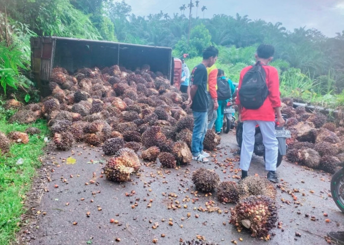  Tak Gunakan Jaring Pengaman,Truk Sawit Bermuatan Berlebihan Terbalik, Sawit Berserakan