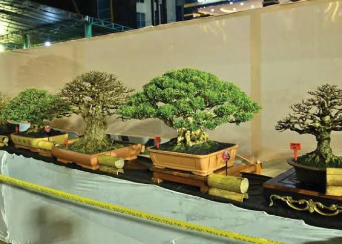 PPBI-RB Gelar Pameran dan   Kontes Bonsai HUT 24 RB