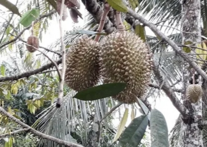 Durian Seluma, Memiliki Keunikan Aroma Memikat dan Kelezatan yang Khas
