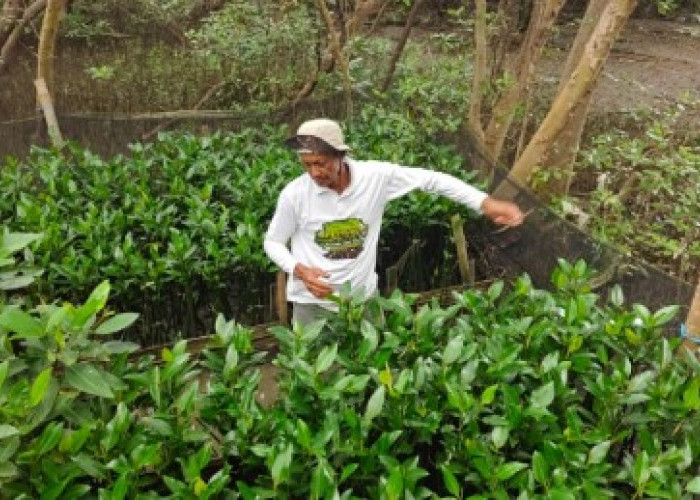 TPS Dorong Restorasi Pesisir Berbasis Pemberdayaan Petani Mangrove di Surabaya