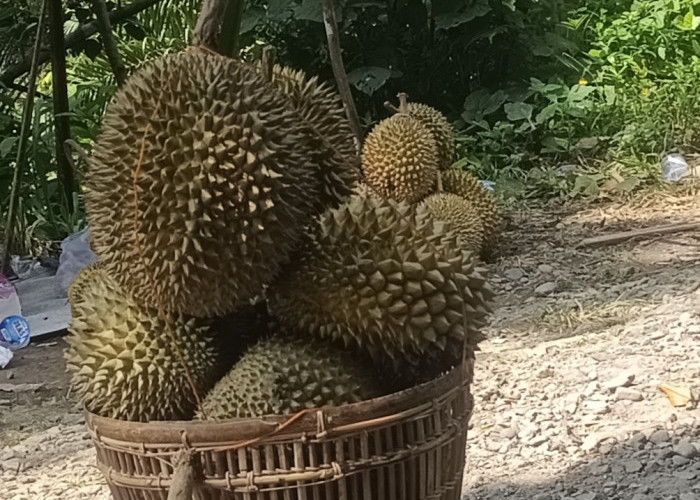 Durian Asli Seluma Rasanya Gurih Isi Tebal Harga Terjangkau