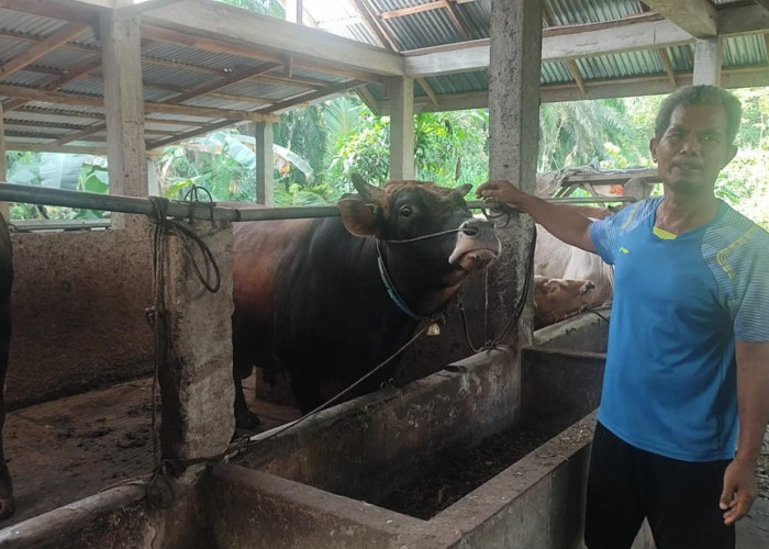  Antisipasi Sapi Ngorok, Distan Larang Warga Beli Sapi dari Luar