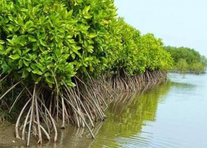 Garap Hutan Bakau Tanpa Izin, Bisa Dilaporkan dan Terancam Sanksi Pidana