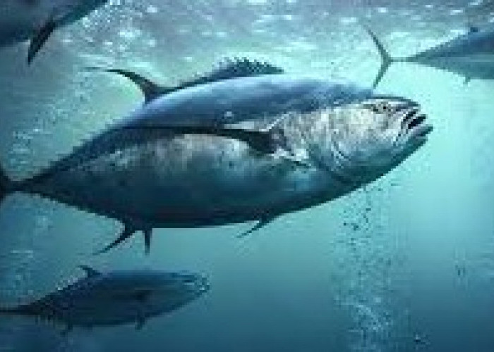 8 Ikan Ini Miliki Kandungan Protein Tertinggi,  Menyokong Kesehatan dan Gizi yang Baik