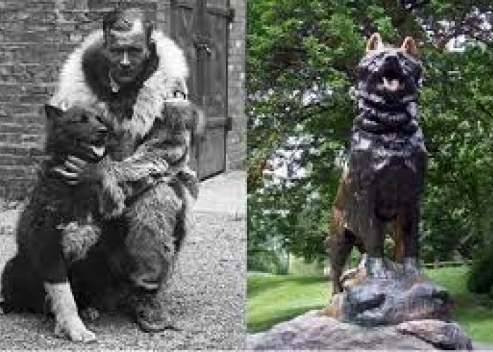  Pada Perang Dunia ke II, Anjing Ini Paling Berjasa! Anjing Ini Berhasil Kalahkan Musuh Bersenjata Api