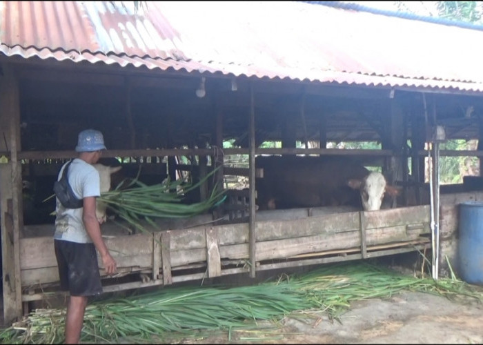  Distan Seluma Imbau Peternak  Waspada Penyakit Sapi Ngorok