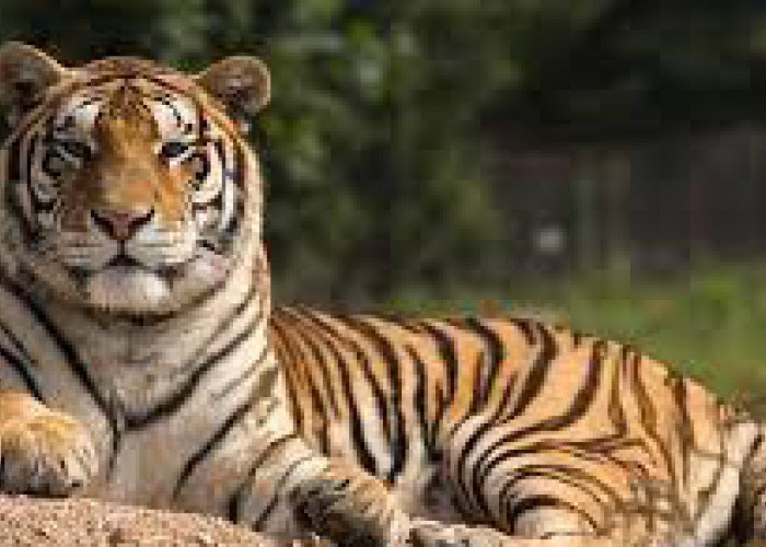 Kisah Sihombing, Nginap di Kebun Sawit, Beberapa Kali Didatangi Harimau 