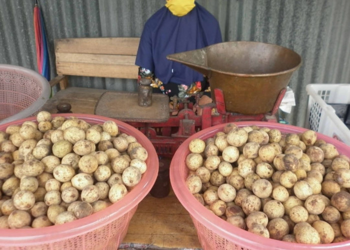 Duku Manis Duku Matesih Harga Duku Matesih lebih mahal bila dibandingkan degan Duku-duku dari daerah lain