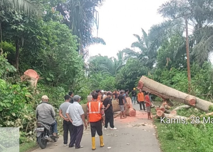 BPBD BS Evakuasi Pohon Tumbang, Sempat Telan Korban Jiwa