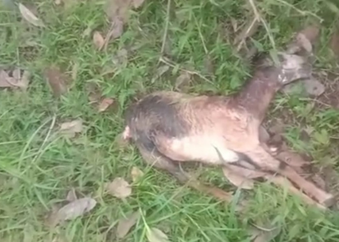  Diduga 2  Kambing Karyawan PTPN VII  Seluma Dimangsa Harimau?