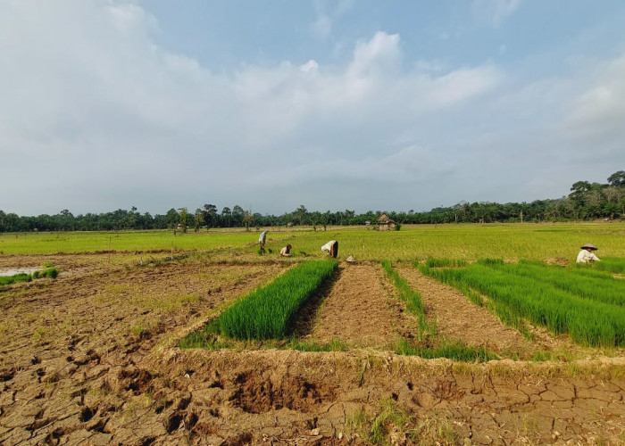 Alami Kekeringan,  68,8 Hektare Sawah di Desa Tebat Sibun Seluma Terancam Gagal Tanam