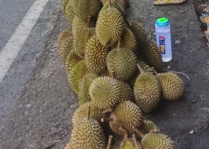 Kawasan Yang Paling Banyak Durian di Seluma Simak! 