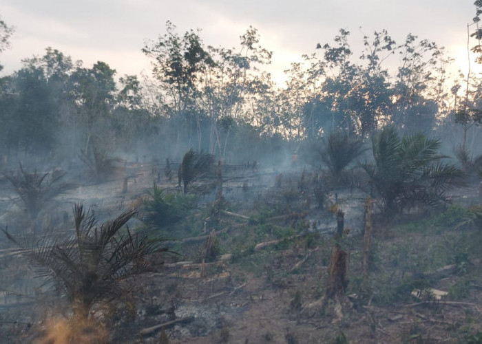  Lebih 3 Hektar, Lahan Perkebunan Warga Pagar Agung Dilalap Sijago Merah