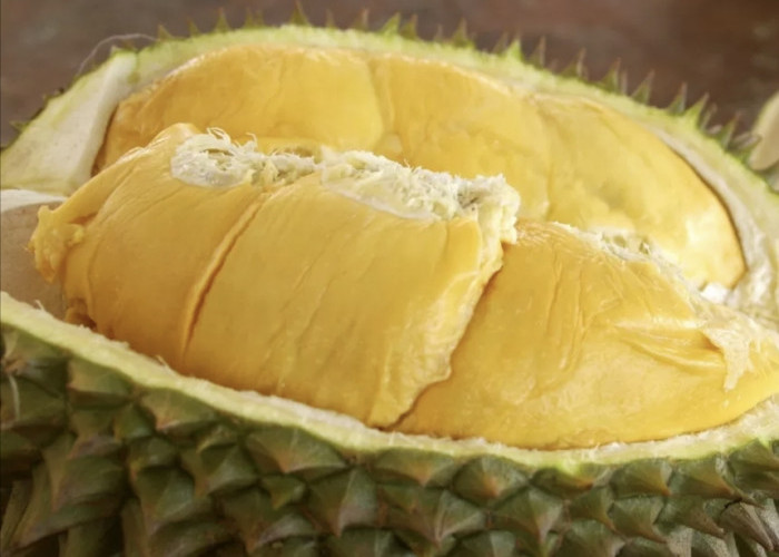 Durian Seluma Nomor Satu Bengkulu Isinya Kuning Tebal, Manis Aroma yang Menggoda Harga Murah