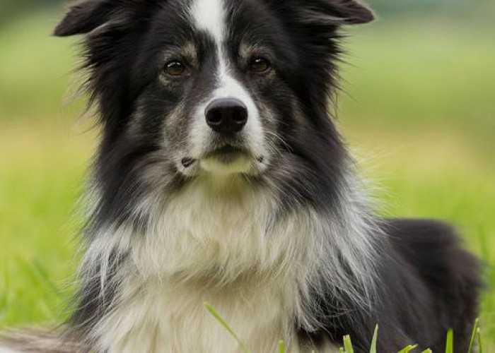  Anjing-Anjing Mahal!!  Border Collie, Disebut Anjing Terpintar di Dunia