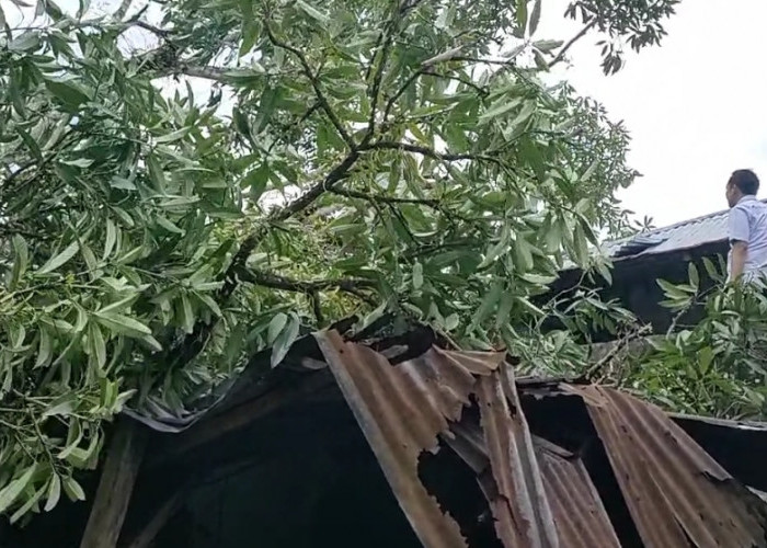  Diterjang Badai, Pohon Mangga Timpa Rumah Warga Pasar Tais