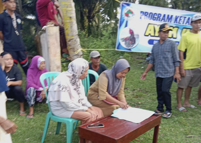 1.055 Ekor Ternak Ayam Ulu Kub Program Ketahanan Pangan Desa Pasar Talo di Bagikan