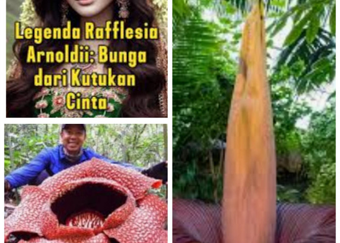 Legenda Bunga Rafflesia Arnoldii Dari Bengkulu, Kisah Bunga Dari Kutukan Cinta