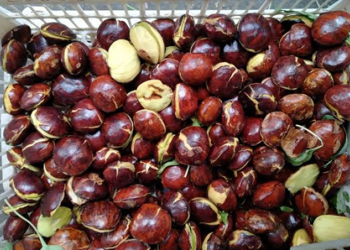 Harga Jengkol Naik, Di Seluma Harga Jengkol Segini...