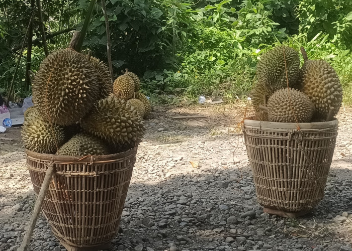 Seluma, di Kenal Sumber Durian Terbanyak di Bengkulu....