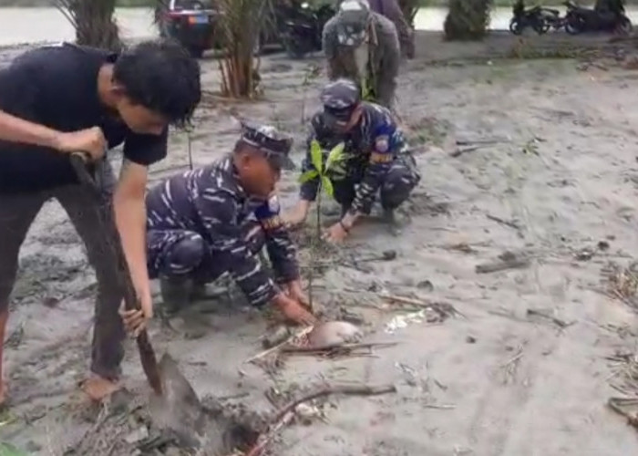  Antisipasi Abrasi, TNI AL dan Masyarakat Tanam Ratusan Pohon Mangrove